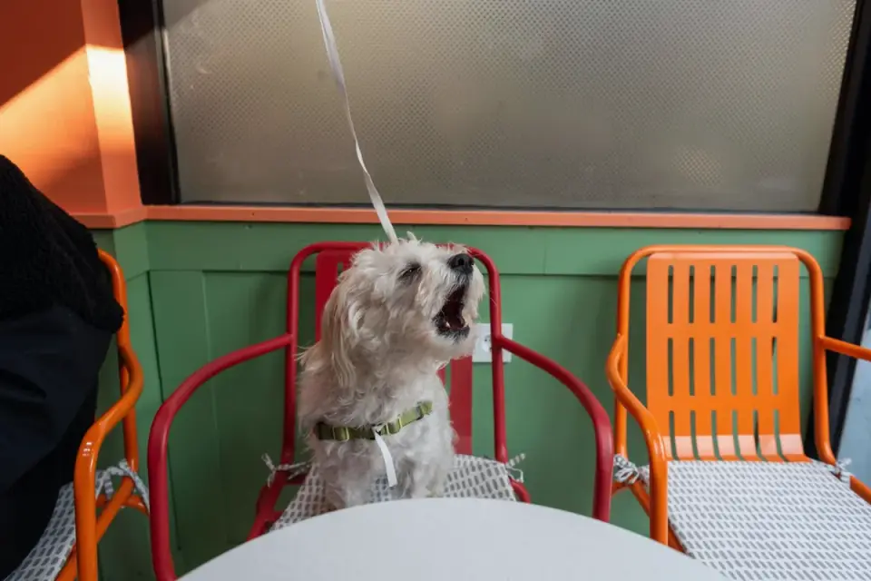 Dog at an outdoor cafe