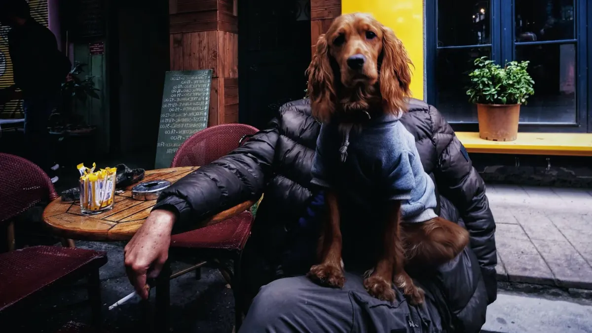 Dog at an outdoor cafe
