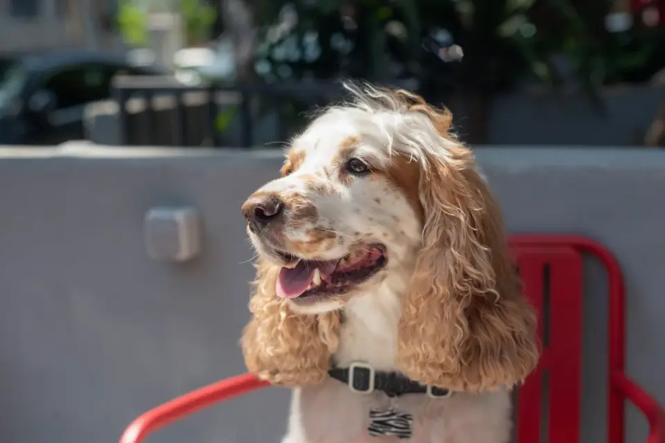 Dog at an outdoor cafe