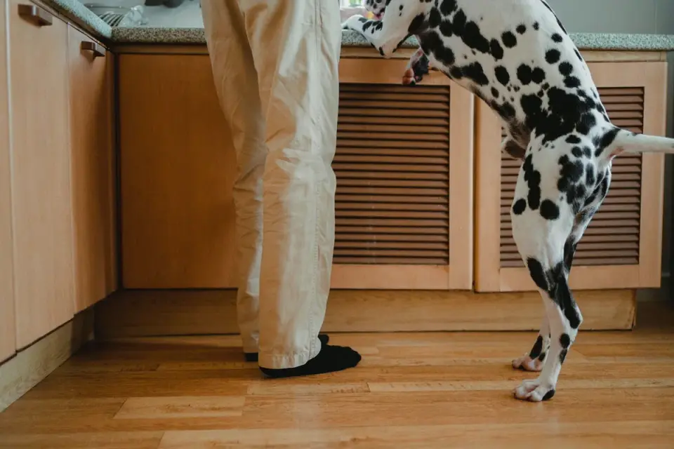 Dog at home near a kitchen