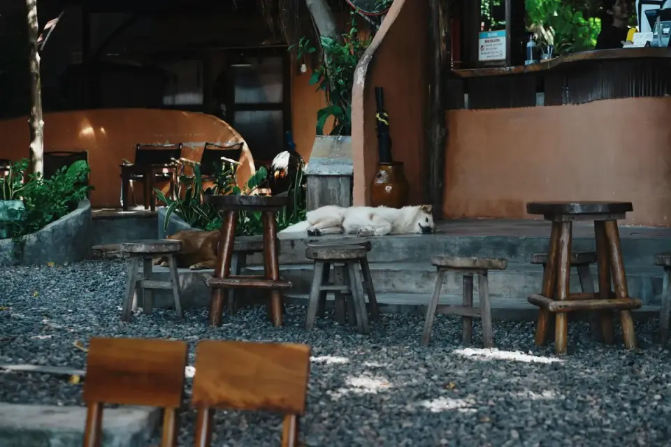 Dog at outdoor cafe with owner