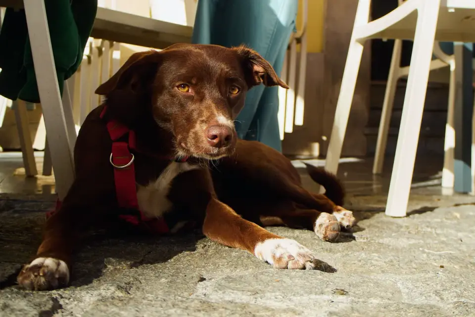 Dog at outdoor cafe with owner