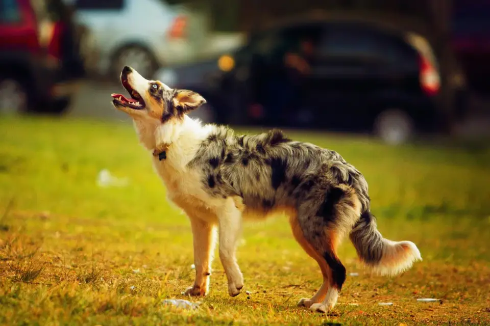 Dog barking outdoors