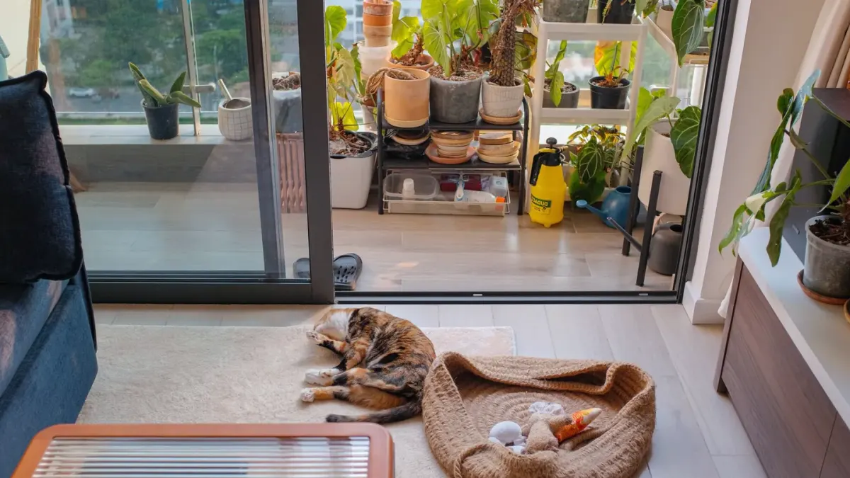 Dog bed at home