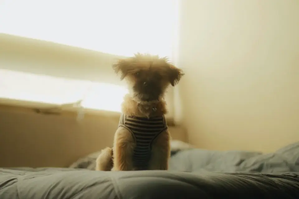 Dog bed at home