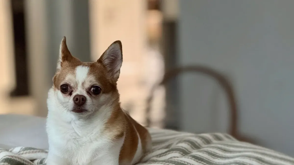 Dog bed at home