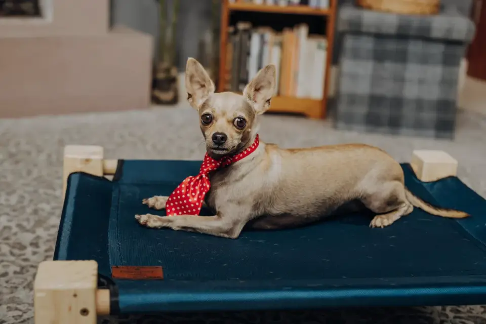 Dog bed at home