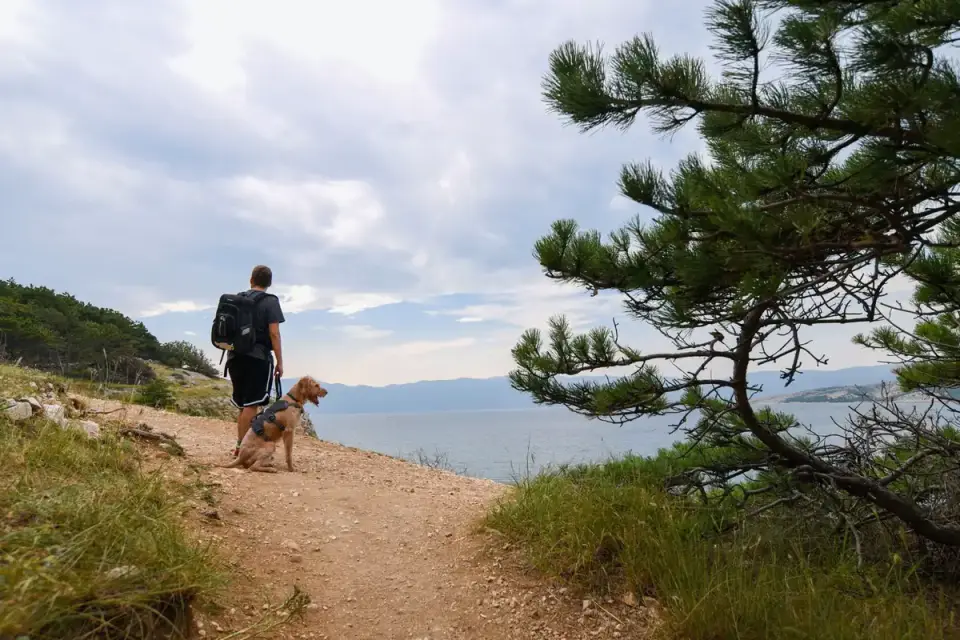 Dog beside a cycling path