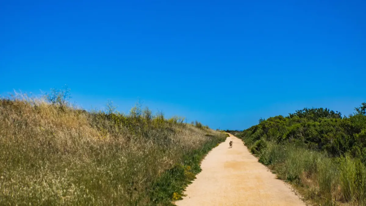 Dog beside a cycling path