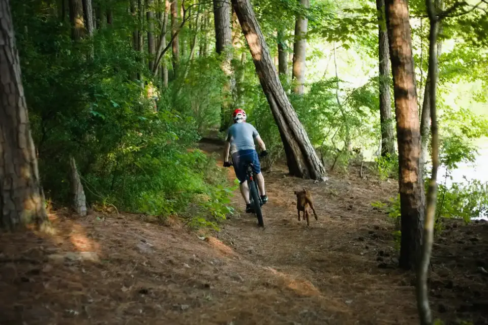 Dog beside a cycling path