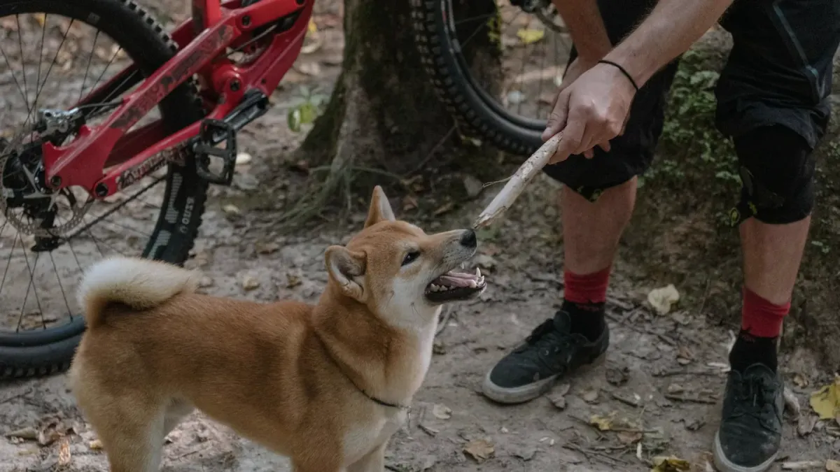 Dog beside a cycling path