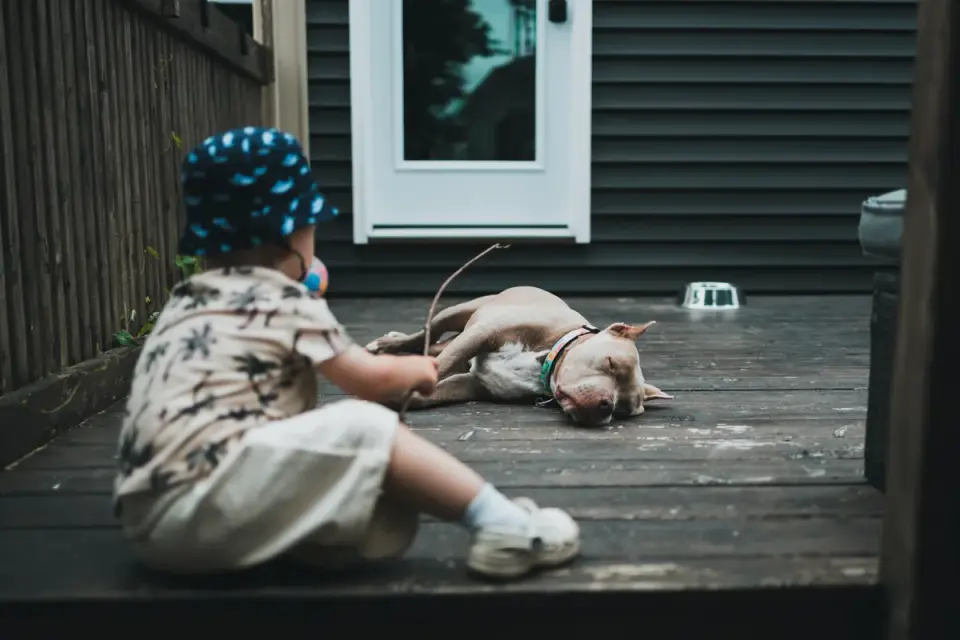 Dog bowl at home