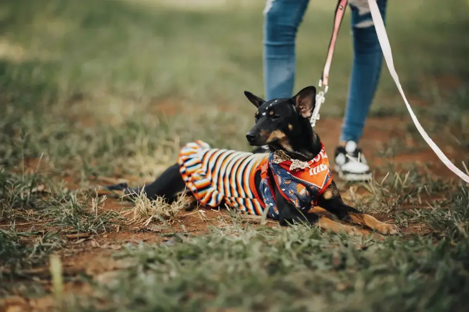 Dog camping with an owner