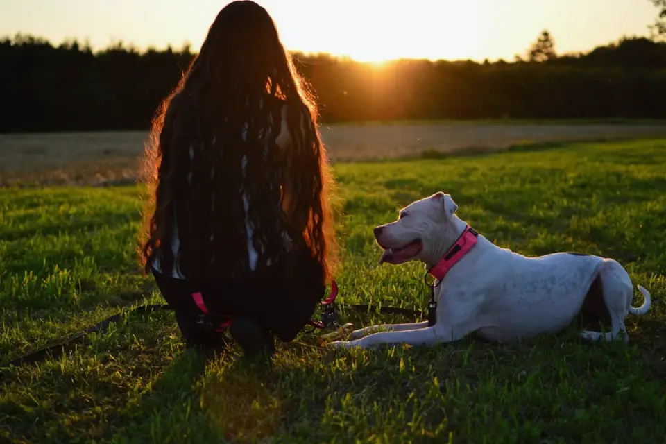 Dog camping with an owner