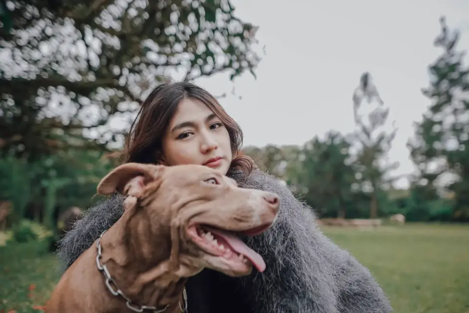 Dog camping with an owner