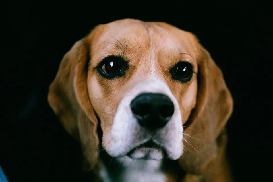 Dog close to a bowl