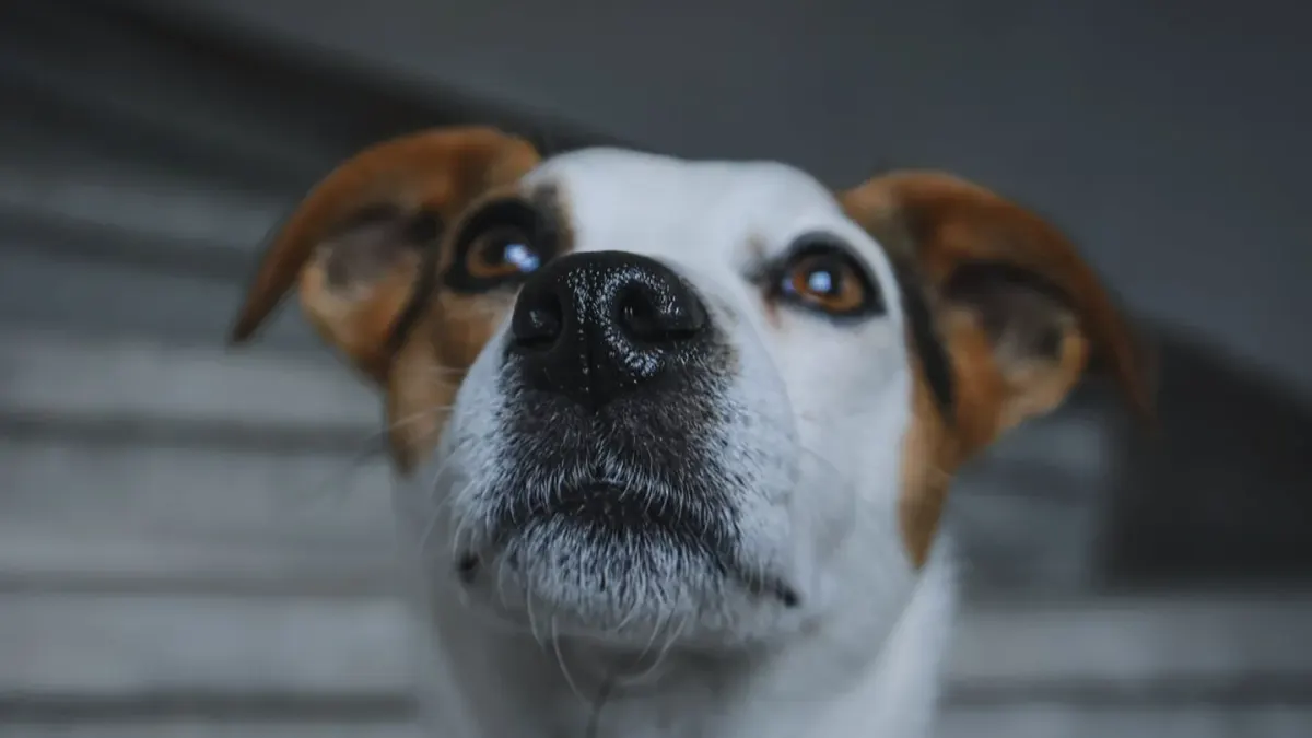 Dog close to a bowl