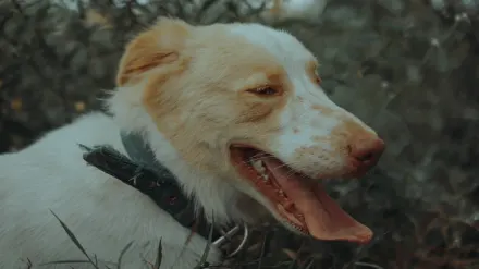 Dog collar close up