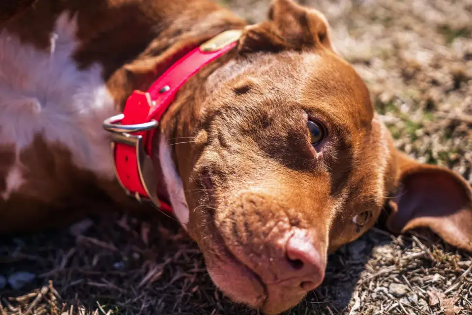 Dog collar close up