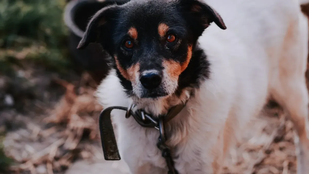 Dog collar close up