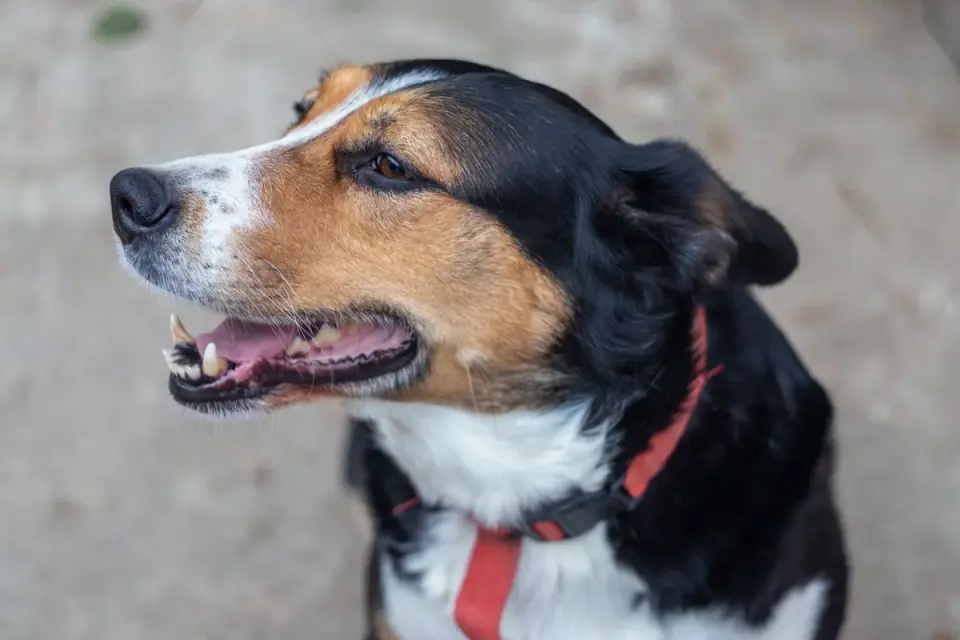 Dog collar close up