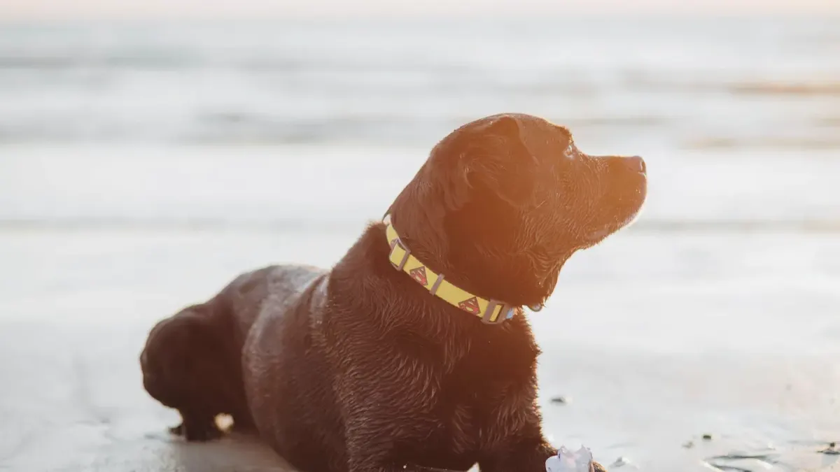 Dog collar close up