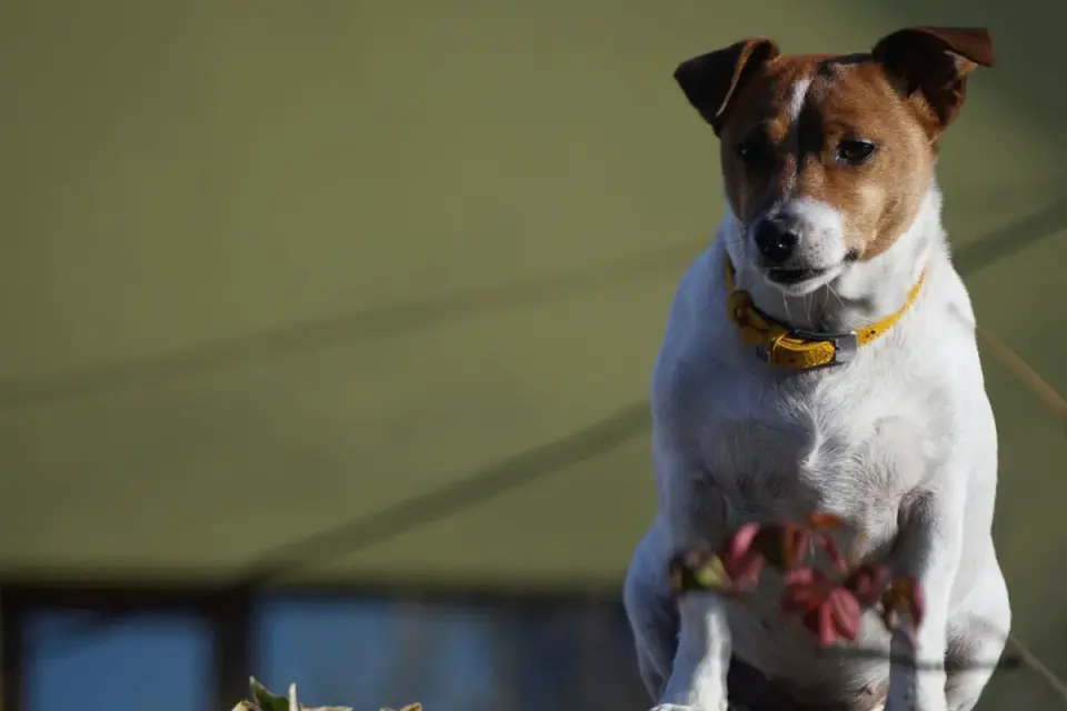 Dog collar close up