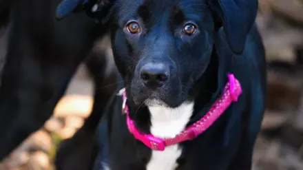 Dog collar close up