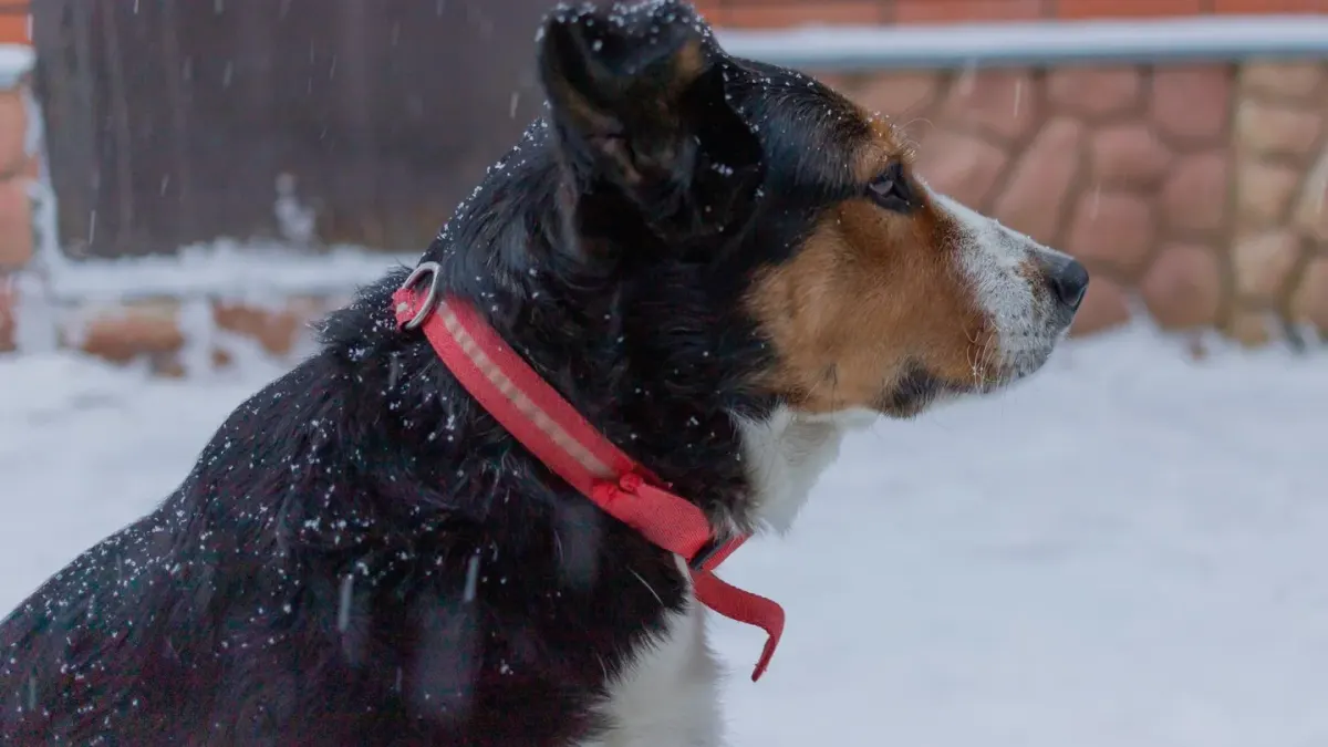 Dog collar close up