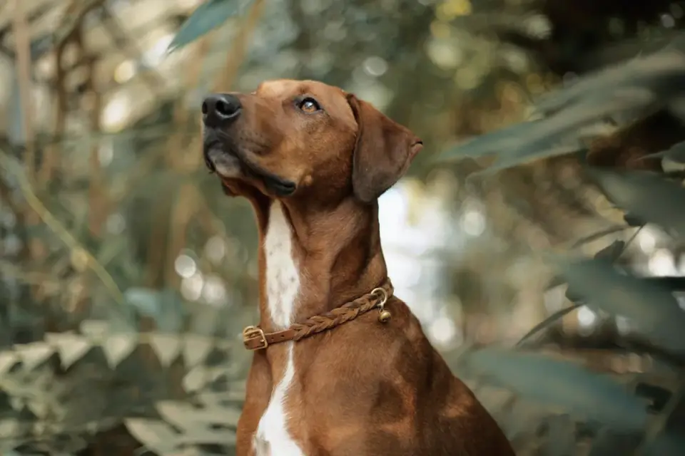 Dog collar close up