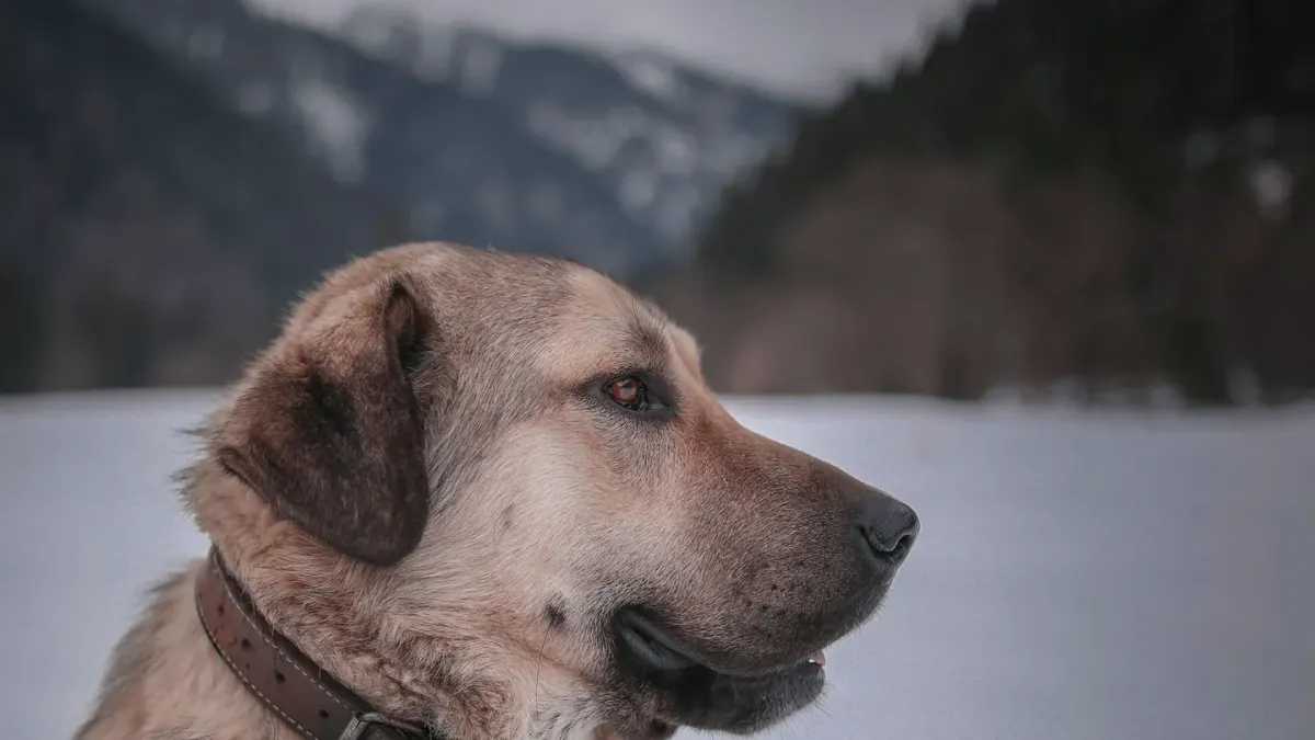 Dog collar close up