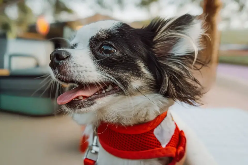 Dog collar close up