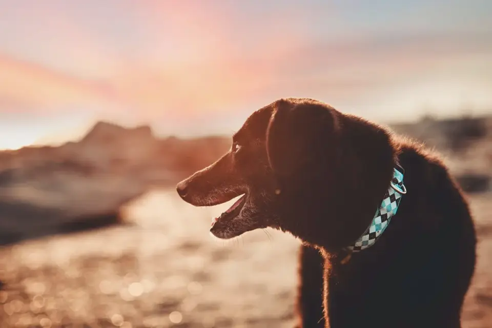 Dog collar close up