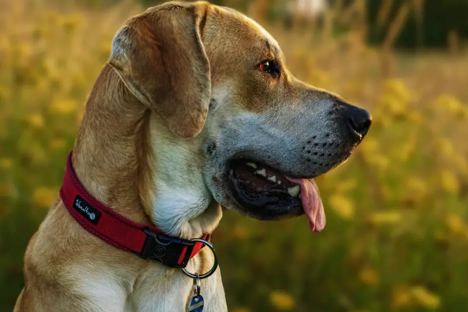 Dog collar close up