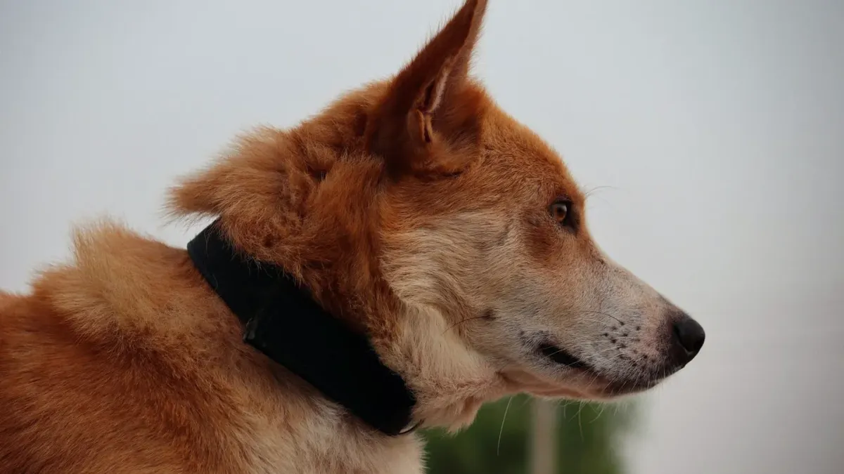 Dog collar close up