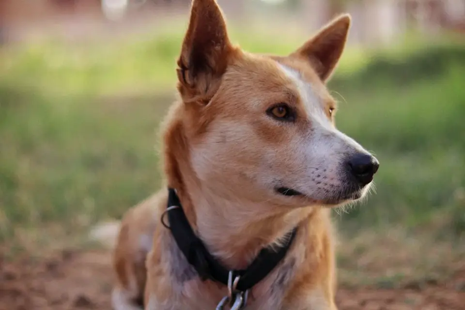 Dog collar close up