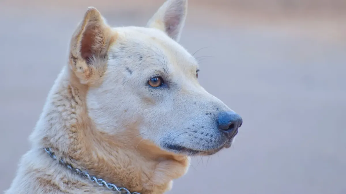 Dog collar close up