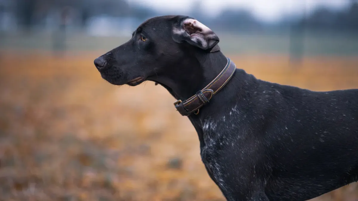 Dog collar close up