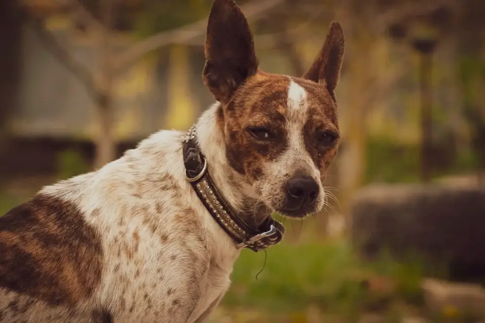 Dog collar close up