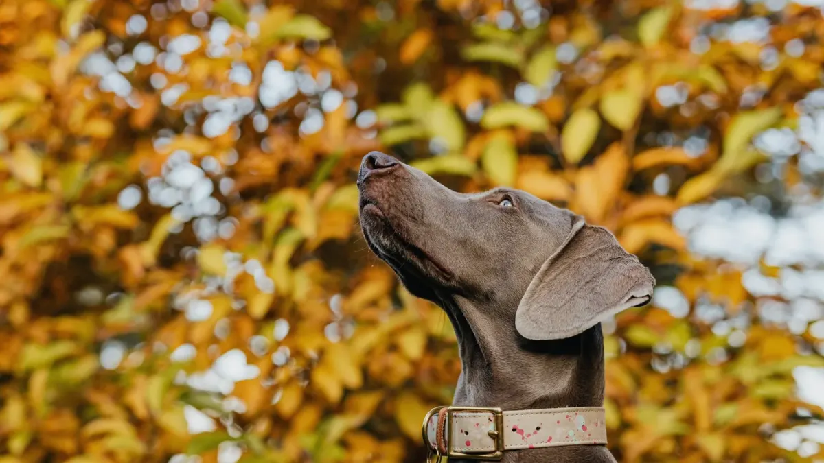 Dog collar close up