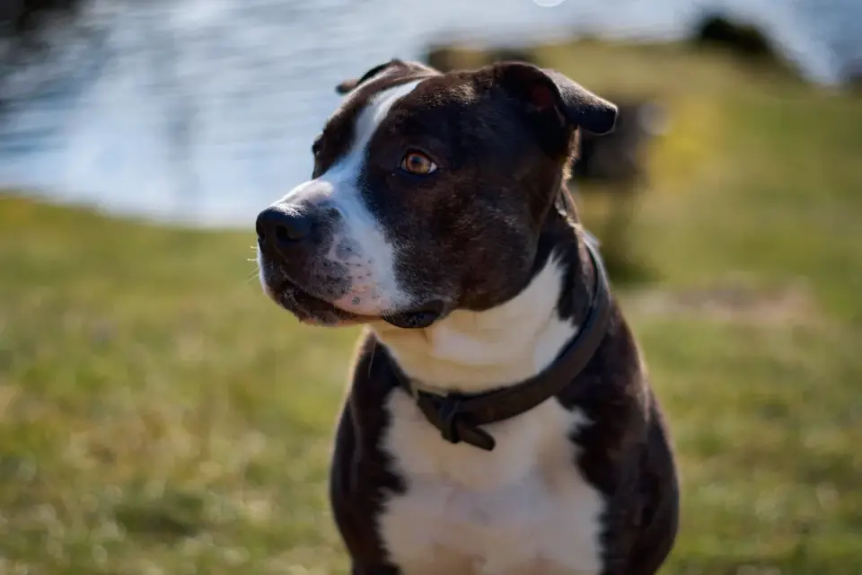 Dog collar close up