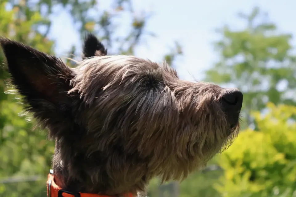 Dog collar close up