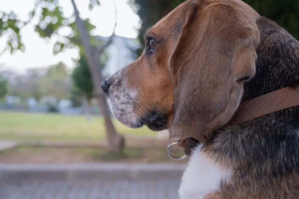 Dog collar close up