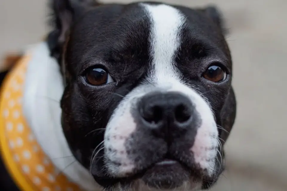 Dog collar close up