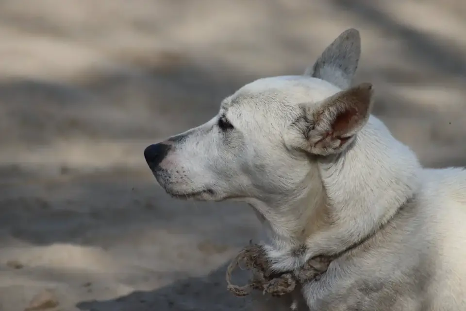 Dog collar close up