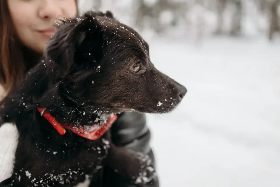Dog collar close up