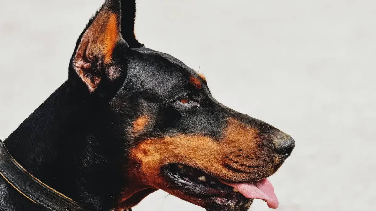 Dog collar close up
