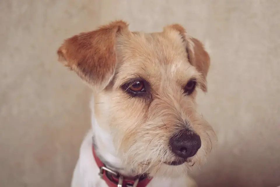 Dog collar close up