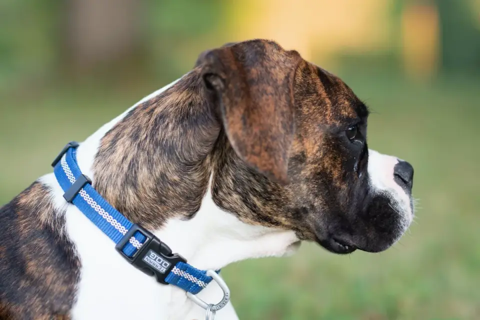 Dog collar close up