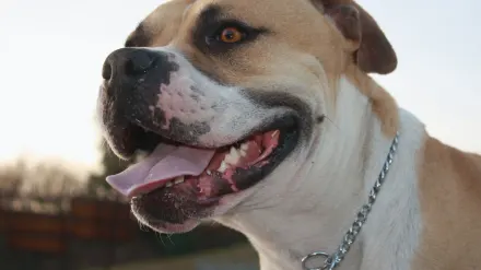 Dog collar close up